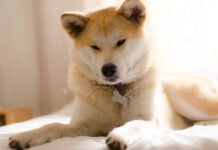 Jugendliche und ihre Haustiere