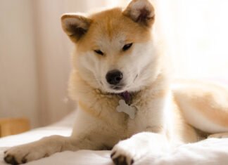 Jugendliche und ihre Haustiere