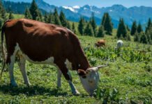 Foto der Woche: Die Blaue Sommerweide über den Dächern Almatys