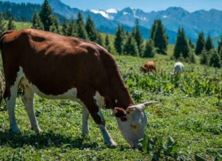 Foto der Woche: Die Blaue Sommerweide über den Dächern Almatys