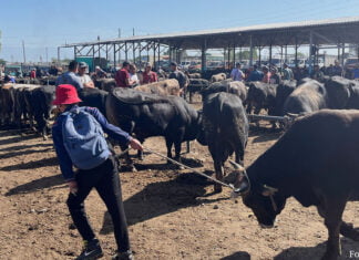 Foto der Woche: Viehmarkt in Karakol