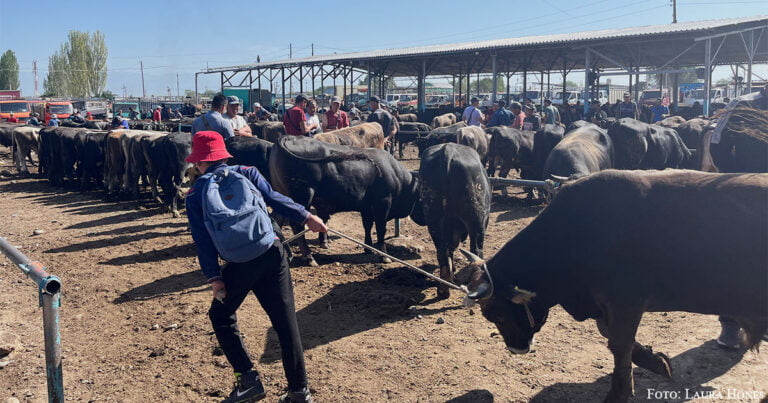 Foto der Woche: Viehmarkt in Karakol
