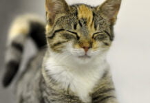 Tierschutz in Kasachstan und Deutschland