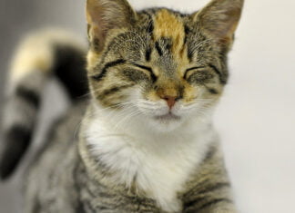 Tierschutz in Kasachstan und Deutschland