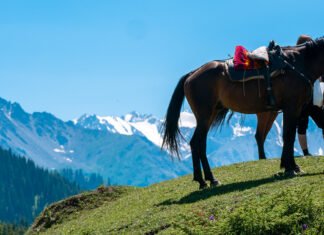 Foto der Woche: Pferde in Zentralasien – Tradition und Pragmatismus