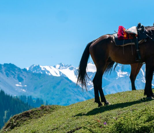 Foto der Woche: Pferde in Zentralasien – Tradition und Pragmatismus