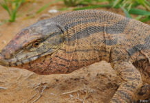 Winterkalte Wüsten von Turan in Welterbeliste eingeschrieben