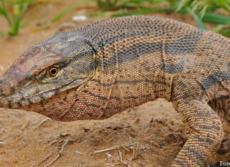 Winterkalte Wüsten von Turan in Welterbeliste eingeschrieben