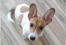 Anzeige: Hundewelpe sucht liebevolle Familie