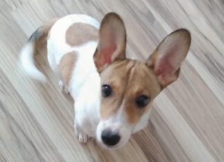 Anzeige: Hundewelpe sucht liebevolle Familie