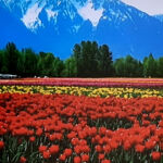21_Tulpen – die Frühlingsschönheit_01