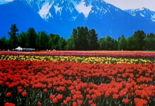 Tulpen – die Frühlingsschönheit