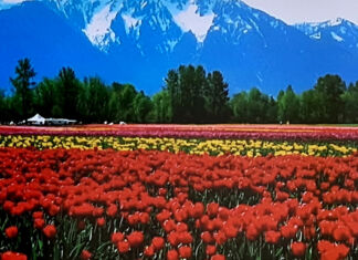 Tulpen – die Frühlingsschönheit