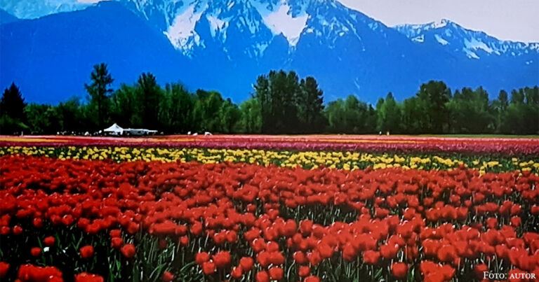 Tulpen – die Frühlingsschönheit