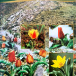 21_Tulpen – die Frühlingsschönheit_02