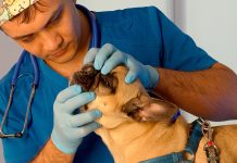 Wie werden die Zähne bei Haustieren behandelt?