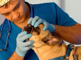 Wie werden die Zähne bei Haustieren behandelt?