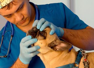 Wie werden die Zähne bei Haustieren behandelt?