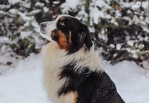 Einen Hund als Haustier?