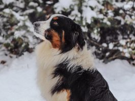 Einen Hund als Haustier?