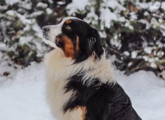 Einen Hund als Haustier?