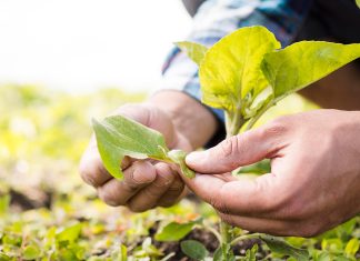 Bio-Anbau in der Landwirtschaft