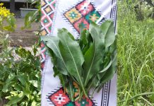 Kräuterwunder aus Kasachstan: Tradition, Schönheit und Gesundheit