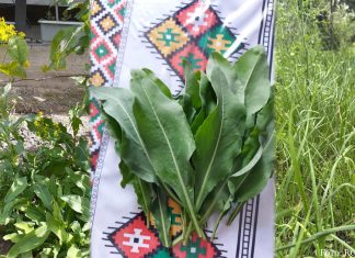 Kräuterwunder aus Kasachstan: Tradition, Schönheit und Gesundheit