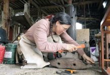 Man kann nie zu viele Pferde haben!