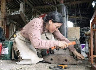Man kann nie zu viele Pferde haben!