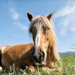26_Ein Gespräch mit Hélène Guillerm über das Wanderreiten in Kirgisistan_03