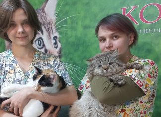 Eine Stiftung für die Tierhilfe und der Alltag in einem Tierheim