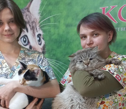 Eine Stiftung für die Tierhilfe und der Alltag in einem Tierheim