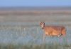 Königin der Steppe: Die Saiga-Antilope