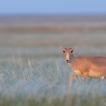 17_Die Saiga-Antilope_01