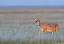 Königin der Steppe: Die Saiga-Antilope