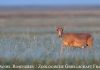 Königin der Steppe: Die Saiga-Antilope Foto: Daniel Rosengren / Zoologische Gesellschaft Frankfurt