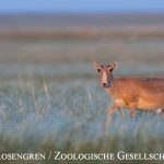 17_Saiga-Foto-Daniel-Rosengren-Zoologische-Gesellschaft-Frankfurt