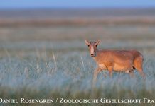 Königin der Steppe: Die Saiga-Antilope Foto: Daniel Rosengren / Zoologische Gesellschaft Frankfurt
