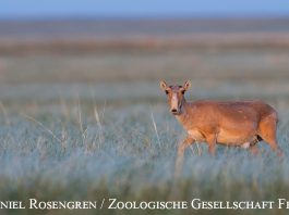 Königin der Steppe: Die Saiga-Antilope Foto: Daniel Rosengren / Zoologische Gesellschaft Frankfurt