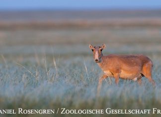 Königin der Steppe: Die Saiga-Antilope Foto: Daniel Rosengren / Zoologische Gesellschaft Frankfurt