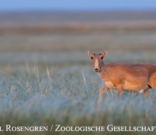 Königin der Steppe: Die Saiga-Antilope Foto: Daniel Rosengren / Zoologische Gesellschaft Frankfurt
