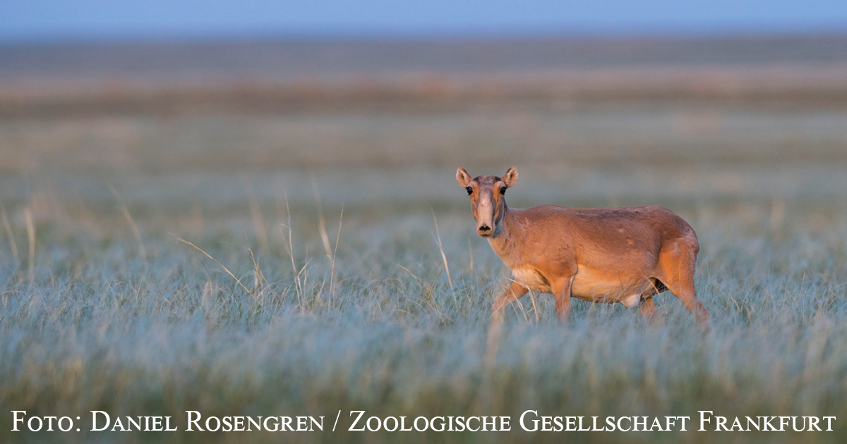 Foto: Daniel Rosengren / Zoologische Gesellschaft Frankfurt