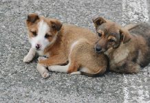 Tierschutz und gute Tierhaltung