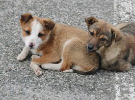 Tierschutz und gute Tierhaltung