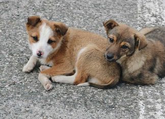 Tierschutz und gute Tierhaltung
