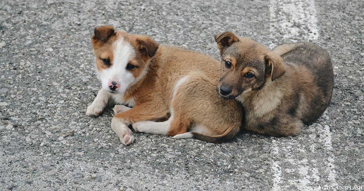 26_Tierschutz und gute Tierhaltung_01
