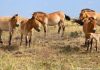 Botai und Tumar: Przewalski-Fohlen in Kasachstan geboren