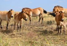 Botai und Tumar: Przewalski-Fohlen in Kasachstan geboren