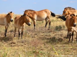 Botai und Tumar: Przewalski-Fohlen in Kasachstan geboren